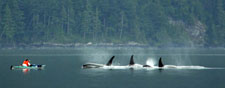 Canada-British Columbia-Johnstone Straight Sea Kayaking